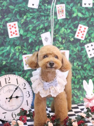 20250416ＬＡＷくん